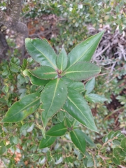 Maytenus magellanica