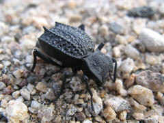 Philolithus aegrotus