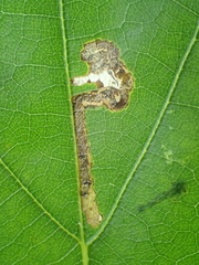 Stigmella nigriverticella