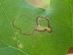 Stigmella nigriverticella