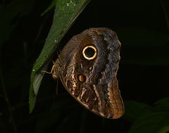 Caligo oedipus