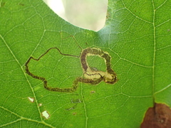 Stigmella nigriverticella
