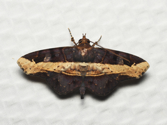 Azeta mimica