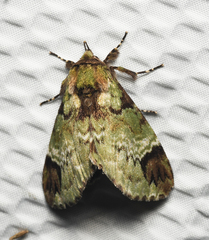 Pachyplastis apicalis