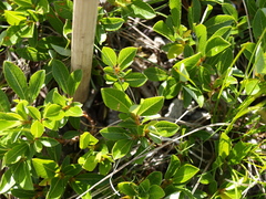Salix waldsteiniana