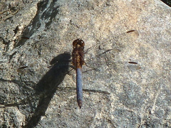 Erythrodiplax connata