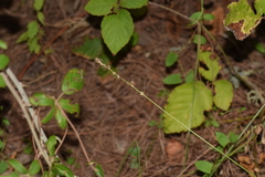 Carex divulsa divulsa