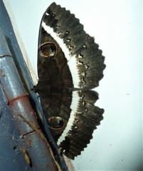 Erebus terminitincta