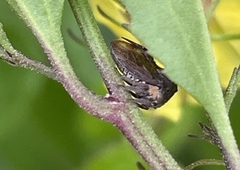 Acanthuchus trispinifer