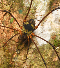 Eupoecilaema panamaense