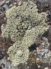 Rhizoplaca opiniconensis