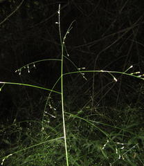 Panicum aequinerve