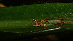 Ischnomela pulchripennis