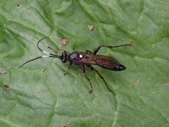 Vulgichneumon