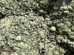 Rhizoplaca opiniconensis