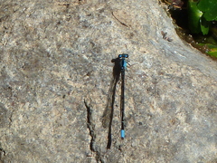 Oxyagrion ablutum