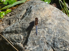 Erythrodiplax connata