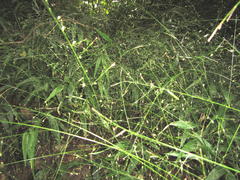 Panicum aequinerve