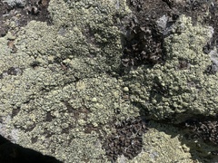 Rhizoplaca opiniconensis