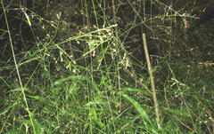 Panicum aequinerve