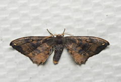 Phiditia