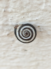Xerosecta reboudiana