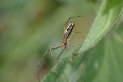 Tetragnatha montana