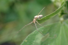Tetragnatha montana