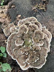 Trametes versicolor