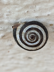 Xerosecta reboudiana
