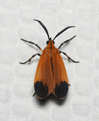Correbidia elegans