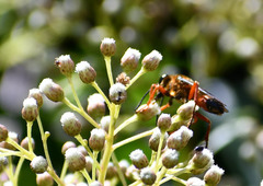 Sphex ichneumoneus