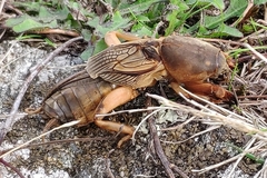 Gryllotalpa vineae