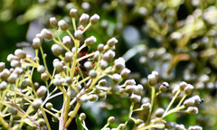 Sphex ichneumoneus