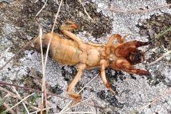 Gryllotalpa vineae