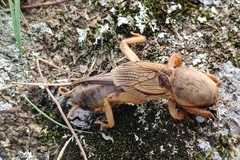 Gryllotalpa vineae