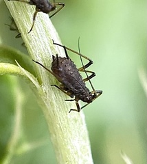 Uroleucon cirsii