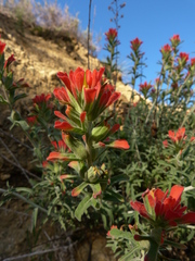 Castilleja foliolosa