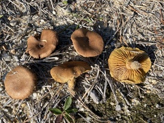 Cortinarius aureifolius
