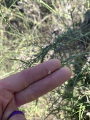 Metastelma arizonicum