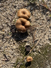 Cortinarius aureifolius