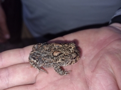 Odontophrynus