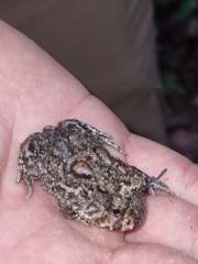 Odontophrynus