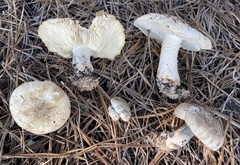 Tricholoma apium