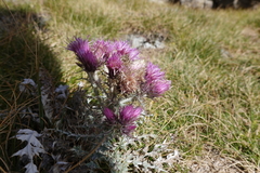 Carduus carlinoides