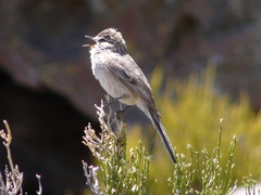 Leptasthenura aegithaloides