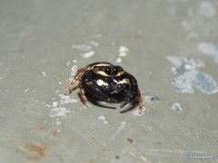 Simaethina