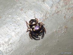Simaethina