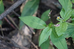 Persicaria posumbu