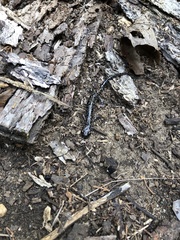 Plethodon glutinosus